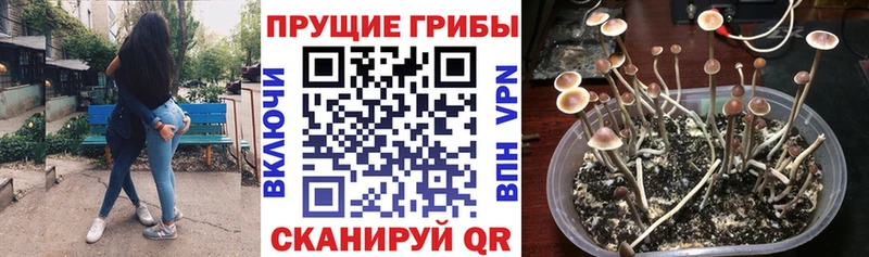 Галлюциногенные грибы GOLDEN TEACHER  Купить где  Красноярск 